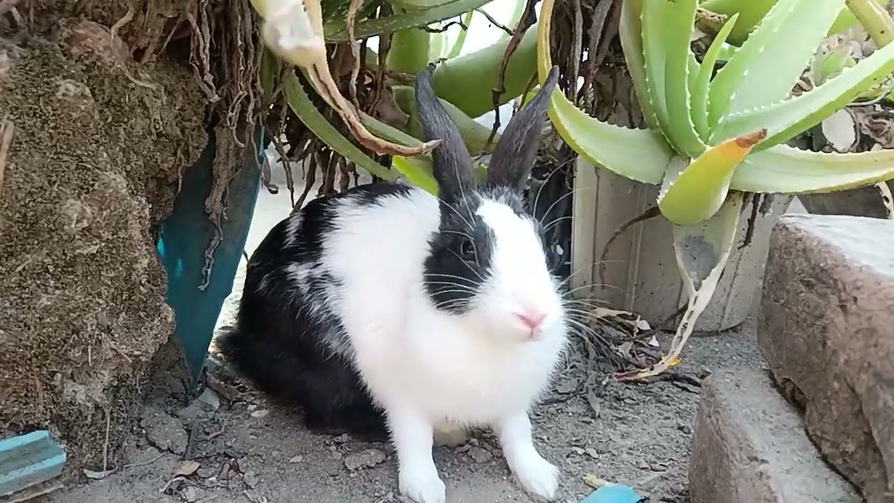 Cute bunny 🐇🐰