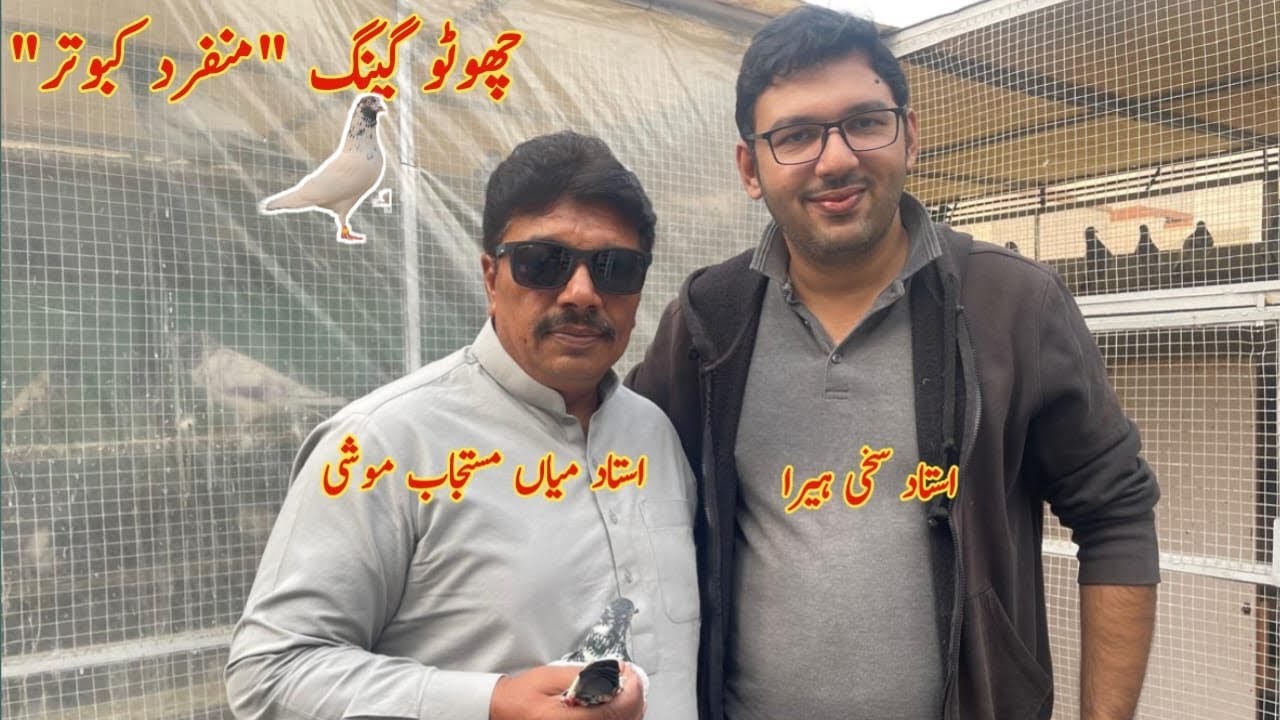 Ustad Sakhi Heera ki Breed 