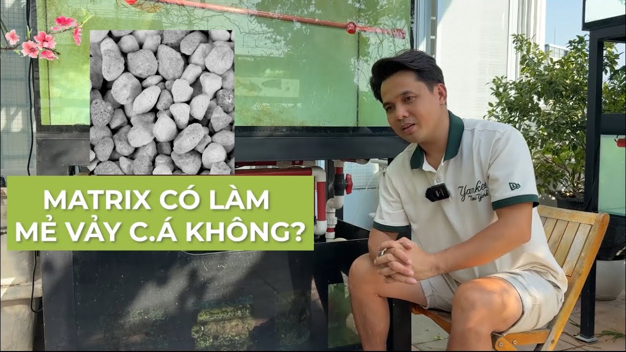 Vật liệu lọc MATRIX có làm MẺ VẢY C.Á RỒNG hay không ? Và làm rõ những đồn đoán về MATRIX