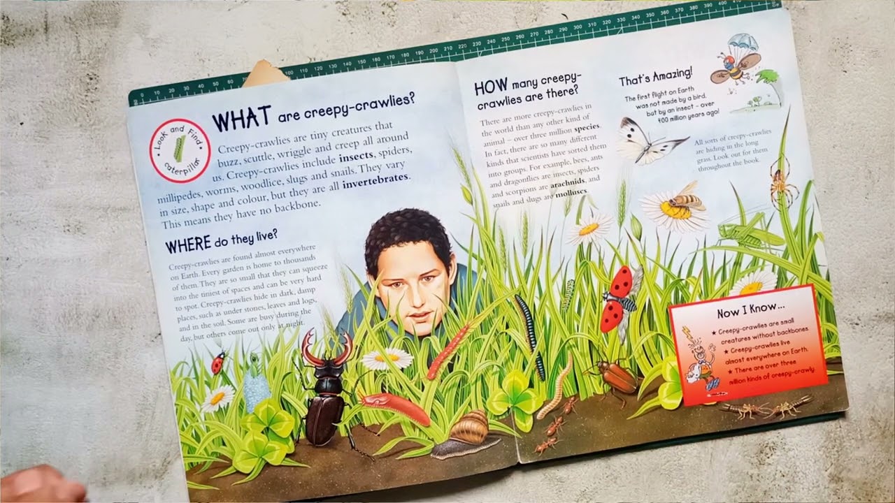 🕷️🐛 Flip Through | Question Time: Creepy Crawlies | Bugs, Insects & Wriggly Wonders! 🦋🔍
