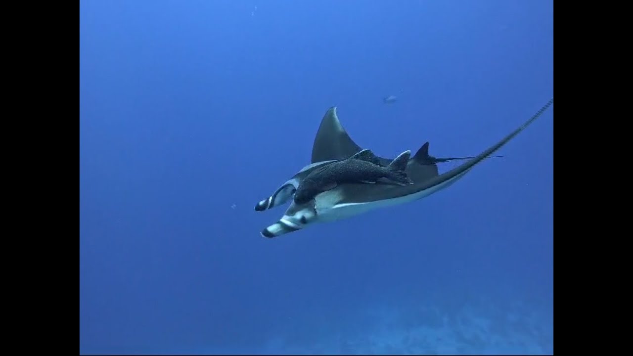 Manta rays in the Red Sea. Ghazala Explorer