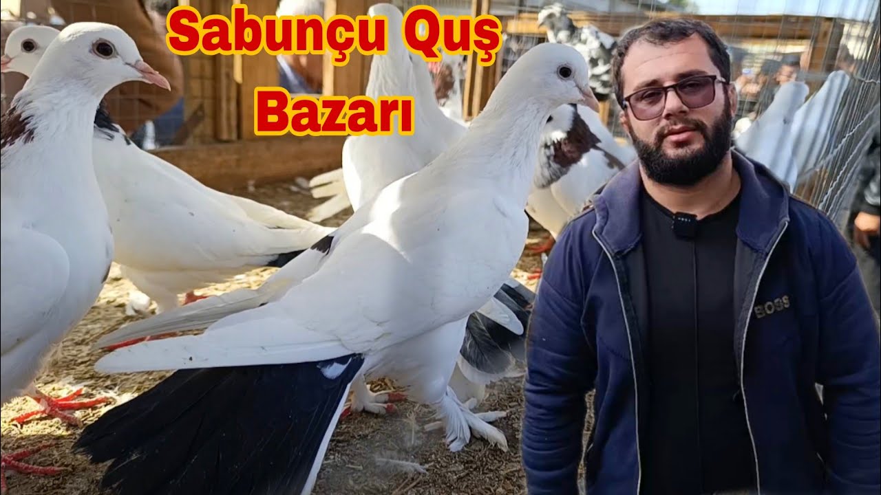 Sabun&ccedil;u Quş Bazarı 19 oktyabr 2025