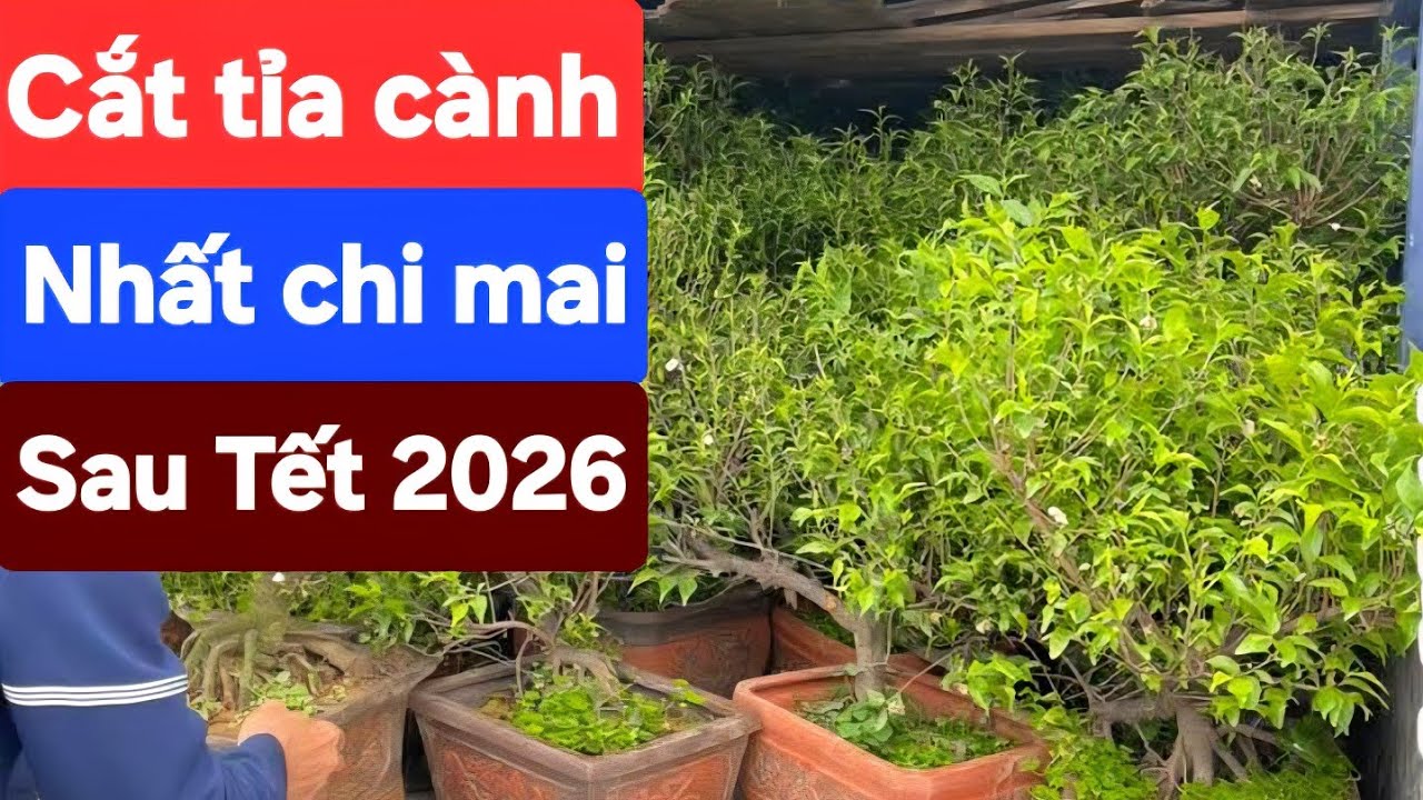 Cắt tỉa cành nhất chi mai sau tết 2026