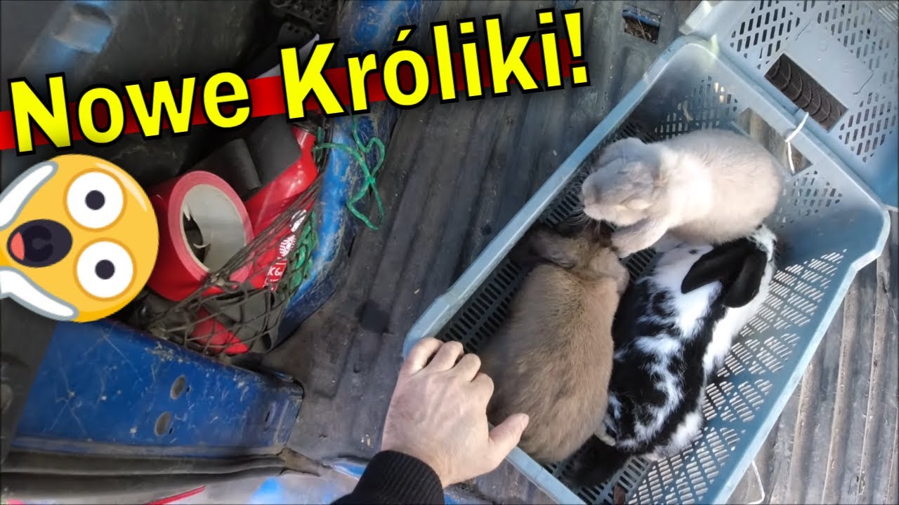 Kupiliśmy Króliki. Odświeżenie hodowli, 7 samic różnych ras. | Siew  rzodkiewki. | Susza 2025