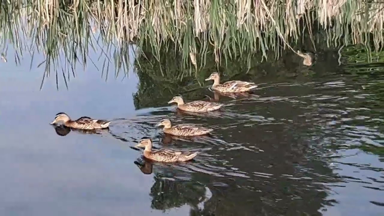 LARBERT LOCH, SCOTLAND