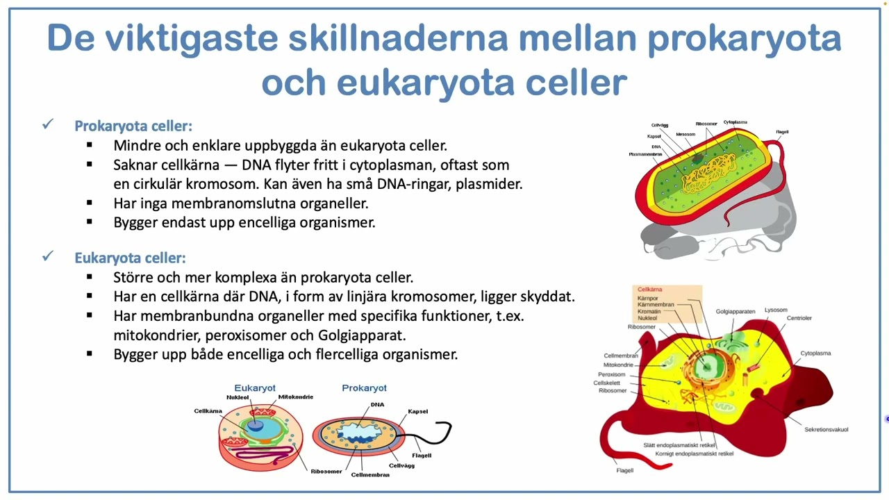 Cellbiologi: Prokaryota och eukaryota cellers uppbyggnad, uppkomst och utveckling