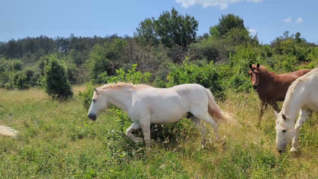 Troupeau de chevaux