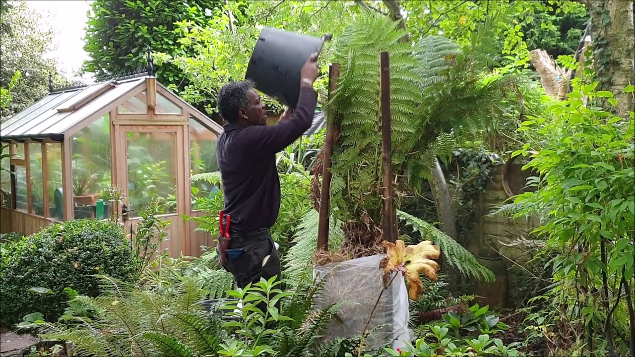 Wrapping A Tree Fern For Winter