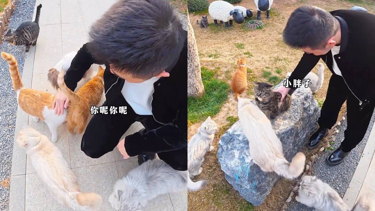 測試一下貓咪小院裡都有哪些是摸凹貓~沒想到院子裡就沒有凹！全是凸！#貓咪小院 #小鋒小志 #豹貓八條