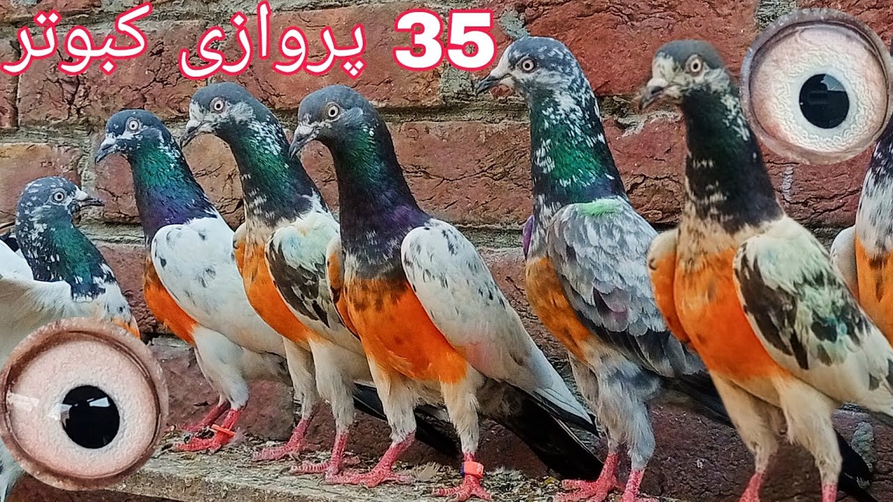 35 ٹیڈی اور لال آنکھوں کے پروازی کبوتر ( محمد حسیب اکرم 0310:4502055)
