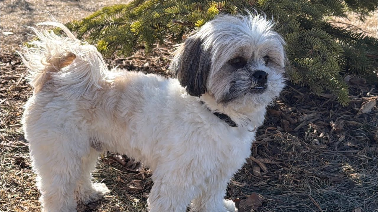 Mr.Tobyshihtzu is live!