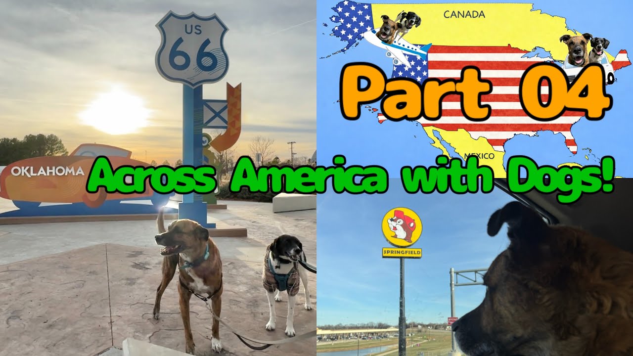 🐶Across America with Dogs🐶🇺🇸Part04 | Illinois - Missouri - Oklahoma | Buc-ee's, Route 66 | Vlog