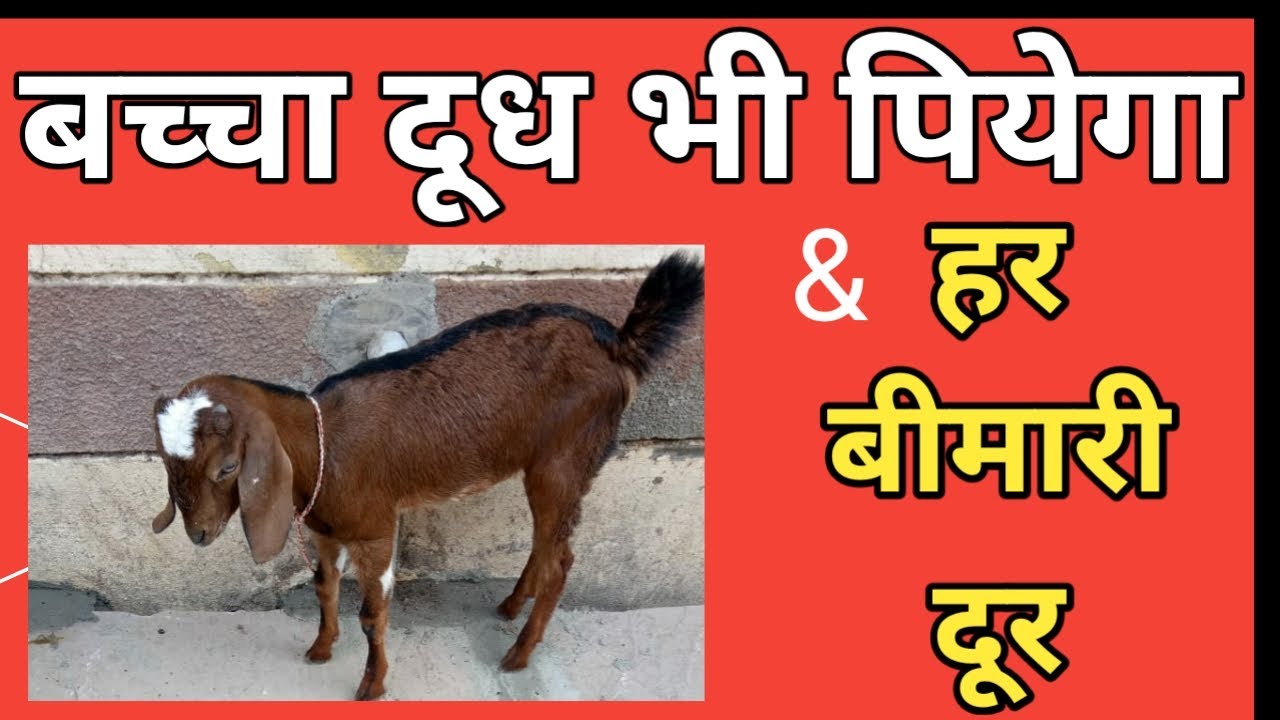 बकरी का बच्चा दूध नहीं पीता है bakri ka bacha doodh na piye to kya karen बकरी के बच्चे का इलाज
