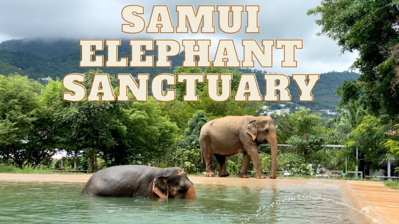 Samui Elephant Sanctuary - Thailand  🇹🇭  E16