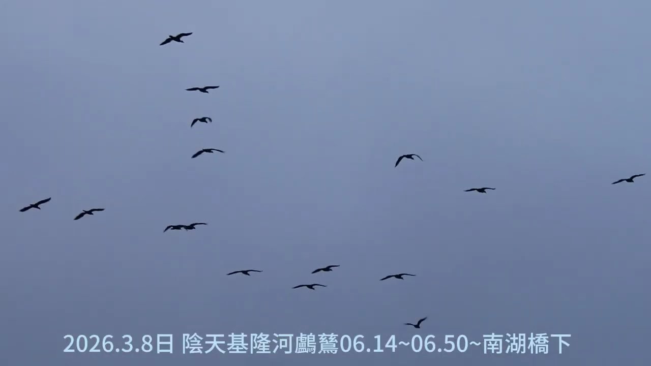2026.3月8日 陰天  基隆河鸕鶿
