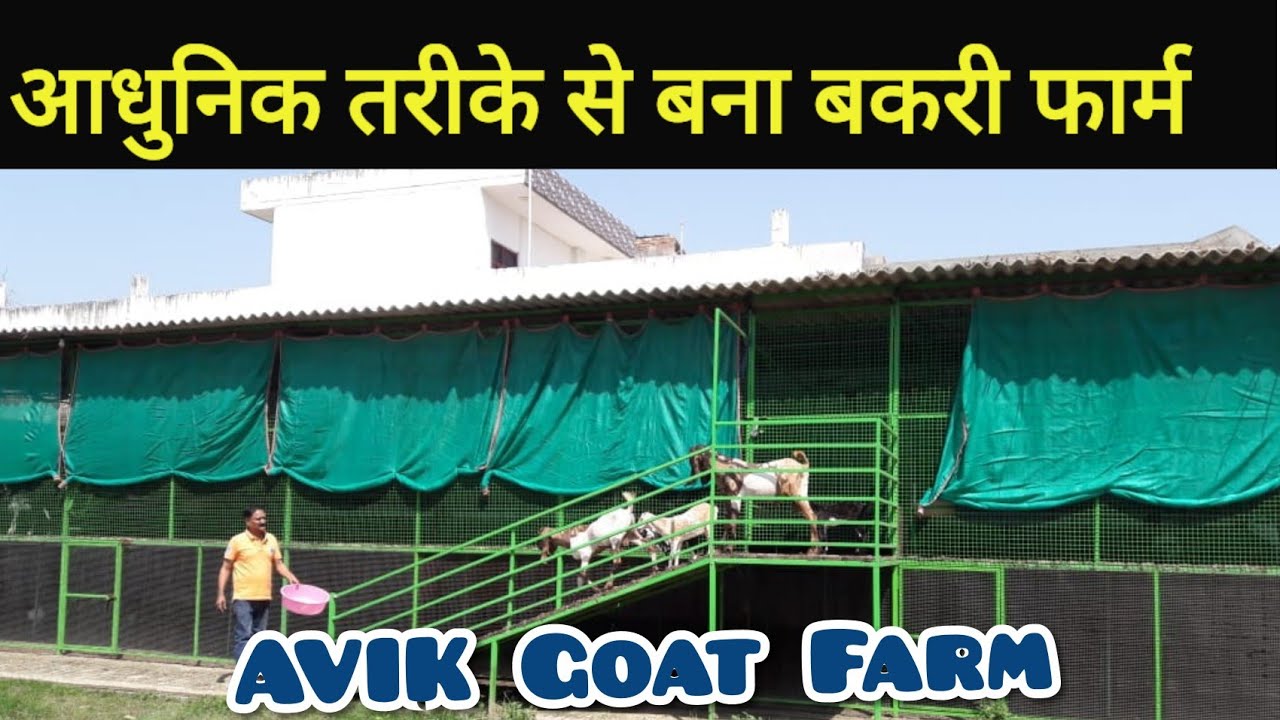 AVIK GOAT FARM, MAWANA (U.P)