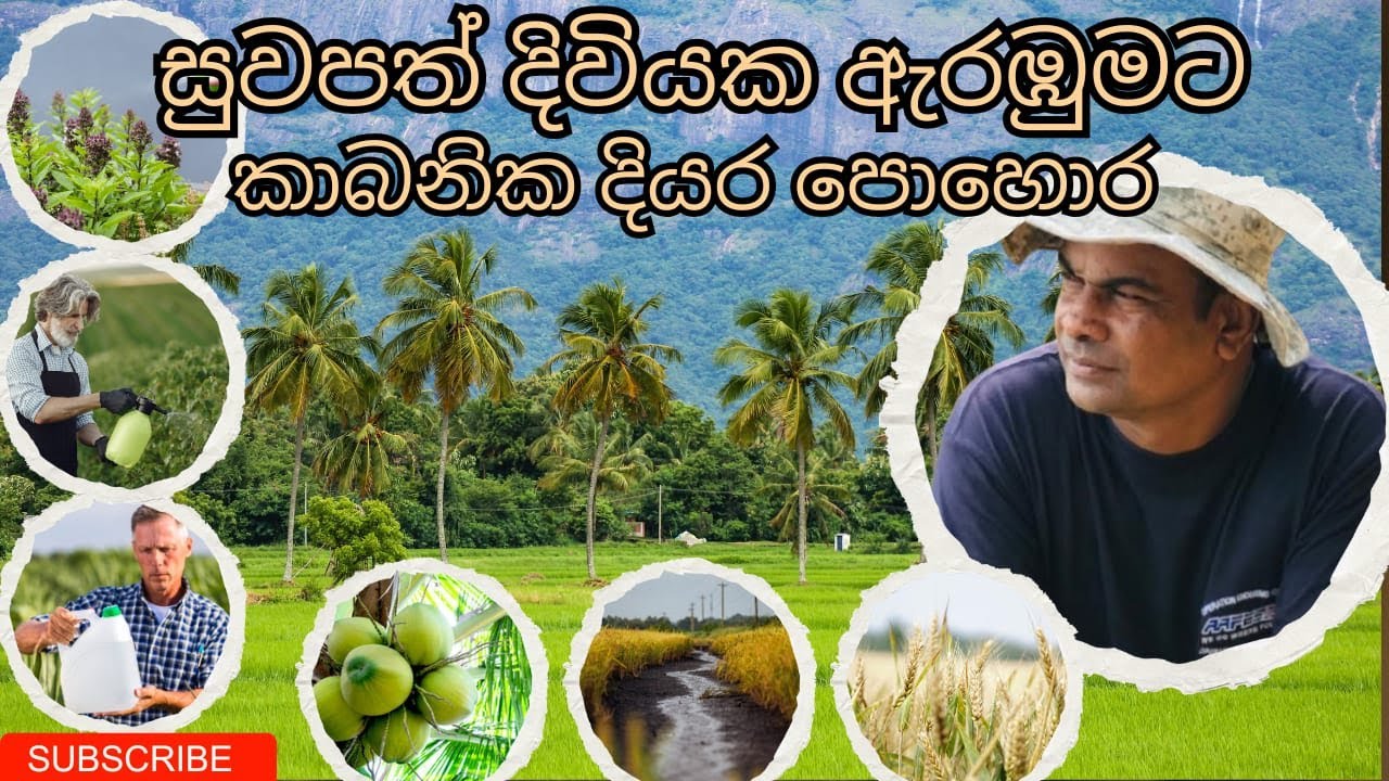 සුවපත් දිවියකට කාබනික දියර පොහොර නිෂ්පාදනය | Organic liquid fertilizer