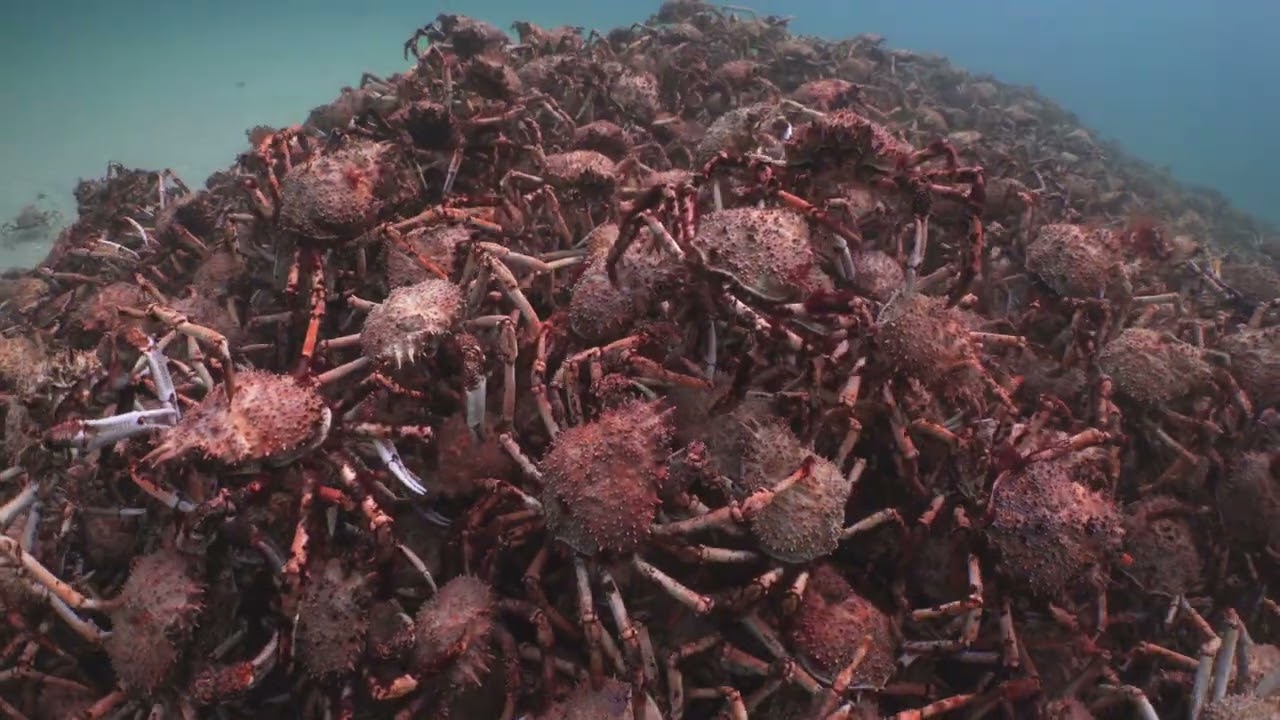 A billion Spider Crabs April 2022. Portphillip bay.