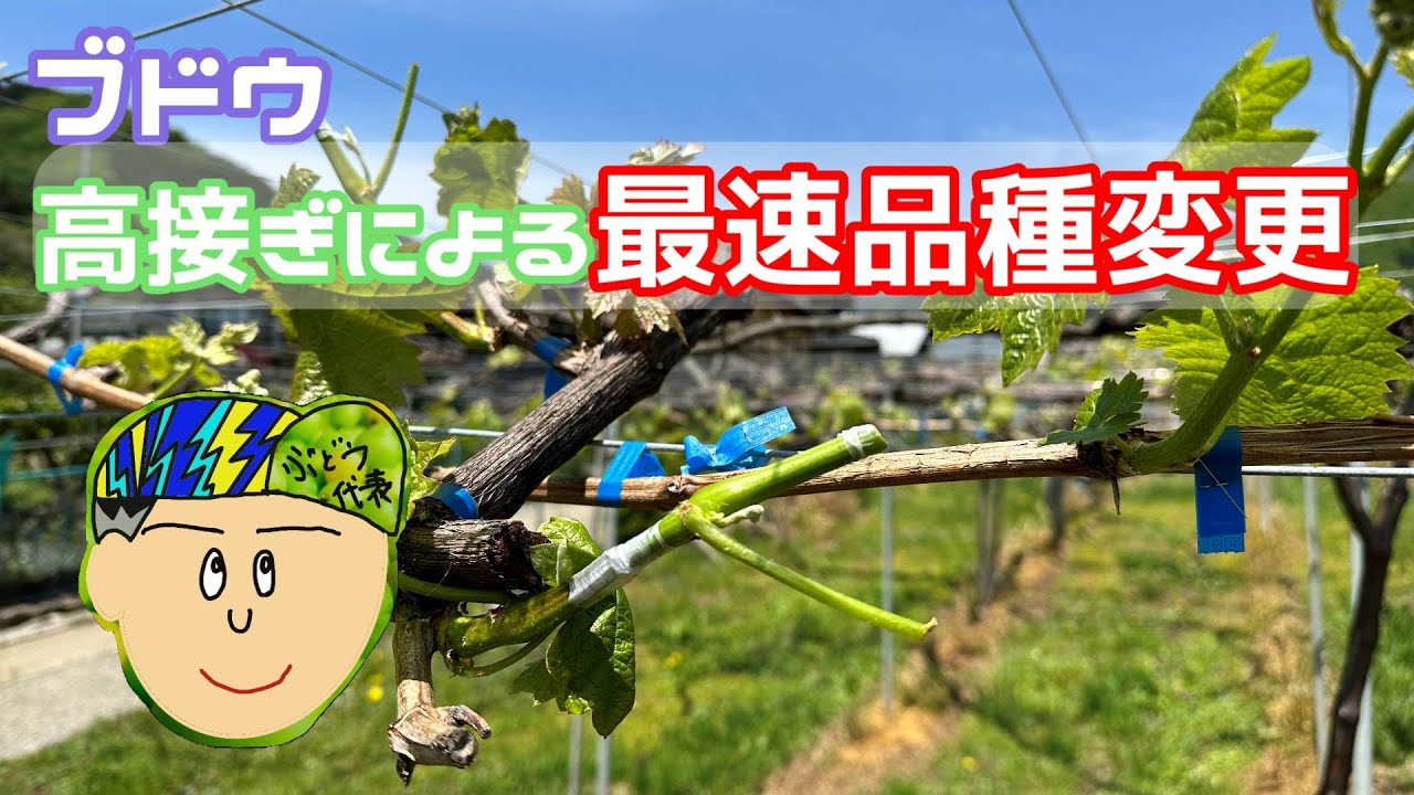 「ブドウ」高接ぎによる品種更新を紹介