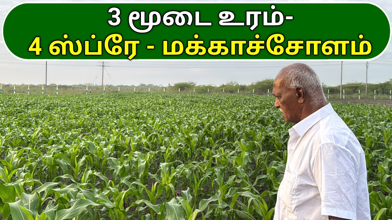 3 மூடை உரம்- 4 ஸ்ப்ரே - மக்காச்சோளம் | 3 bags of fertilizer - 4 sprays - corn | Ponnuswamy oils