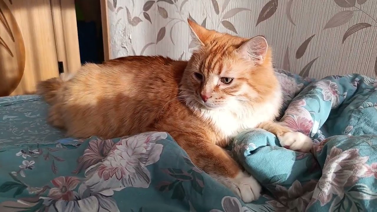 Кузяха милаха, игруля, чудо чудное❤😘😻