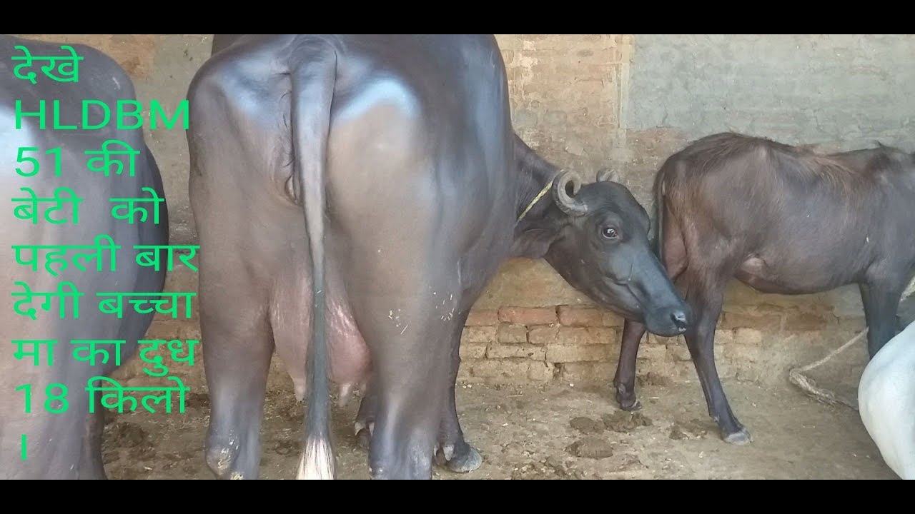 HLDB BULL M-51 की बेटी पहली बार बच्चा देगी ।VIRENDER GOYAT SIR VILAGE KHARAK RAM JI