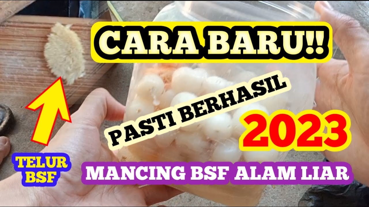 SANGAT MUDAH! MANCING BSF ALAM LIAR TANPA FERMENTASI