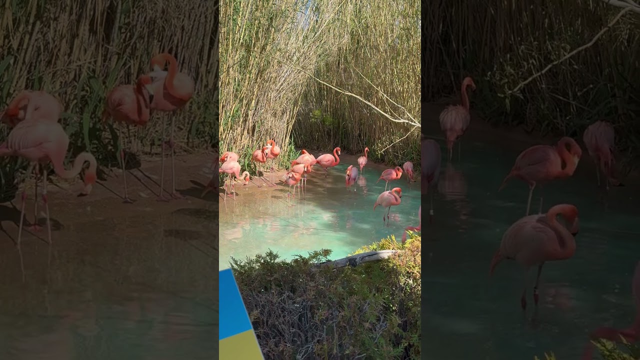 Watching the Caribbean flamingos early morning #albuquerquezoo #newmexicotravels#Flamingos#nmtrue