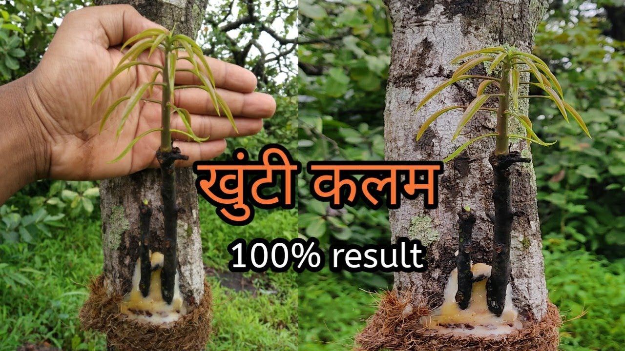 Big mango tree grafting | खुंटी कलम| mango grafting | Mango