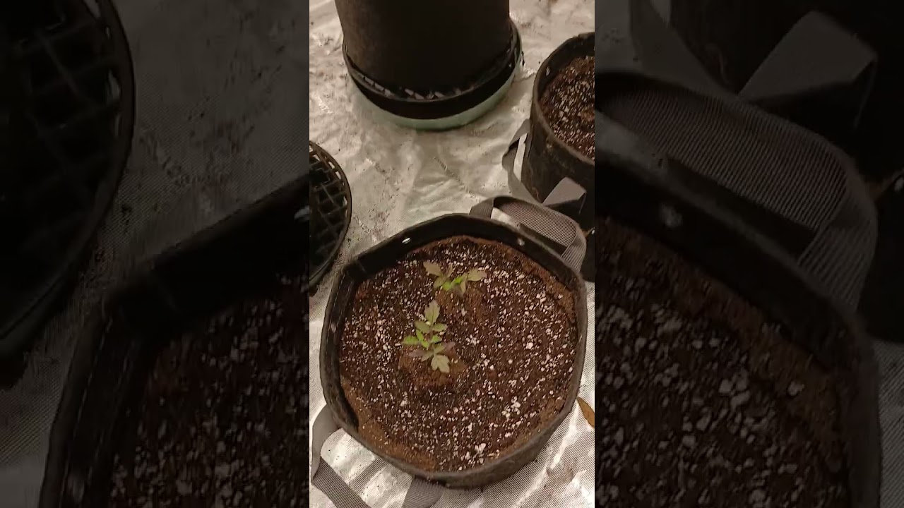 Juicy pussy auto and jealousy photo hypno seeds genetics