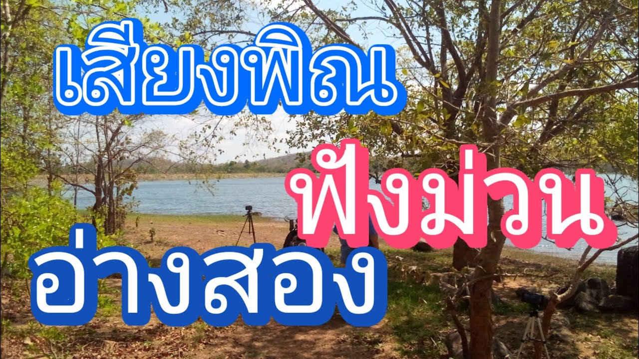 เสียงพิณ ฟังม่วน อ่างสอง