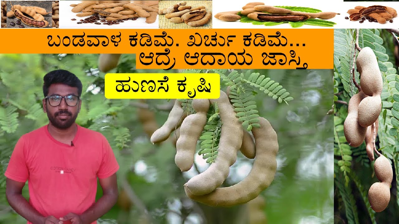 tamarind tree ಹುಣಸೆ ಕೃಷಿ ಬಗ್ಗೆ ಸಂಪೂರ್ಣ ಮಾಹಿತಿ