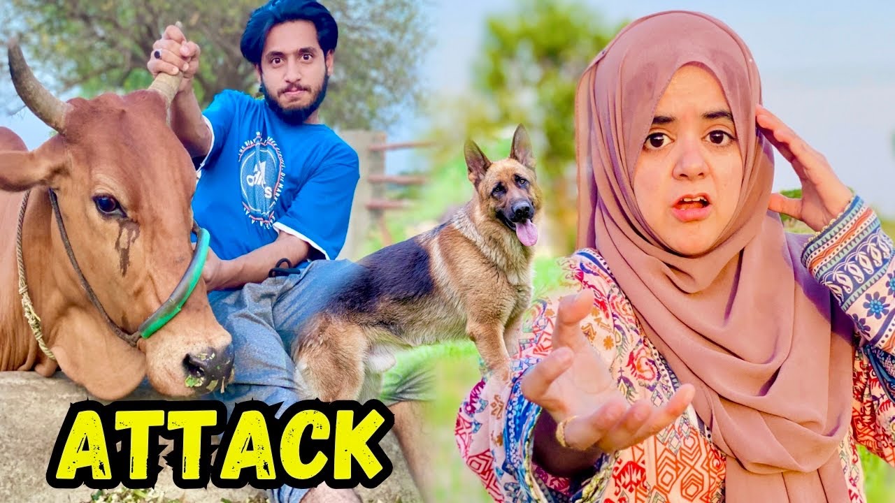 Janwaro Ny Attack Kar Dia || Ahsan Jee Ka Gaoun Main Ghar || Pyari Maryam