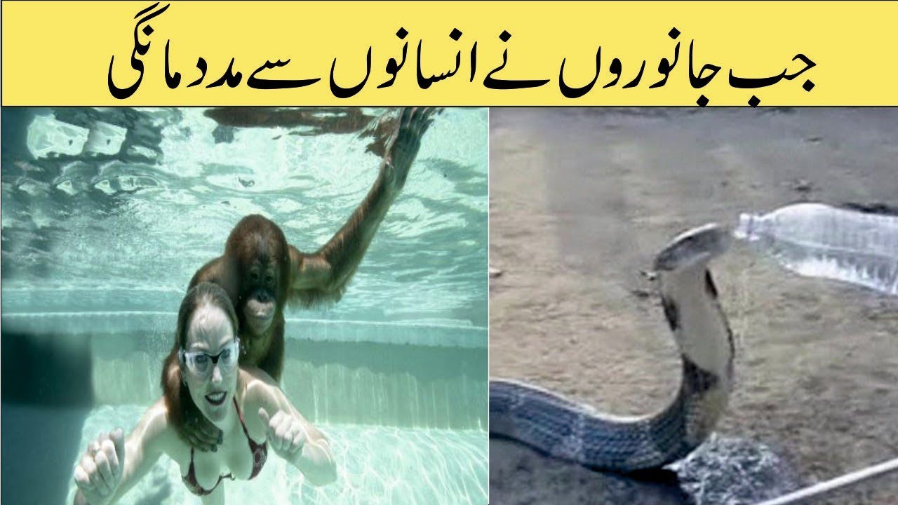 Miserable Animals Ask Help From Humans
