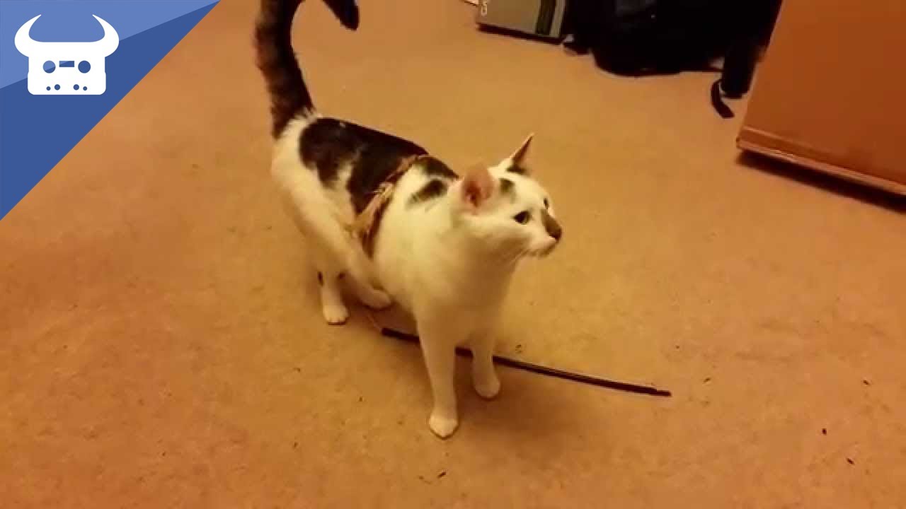 My cat lost his toy. Plonker.