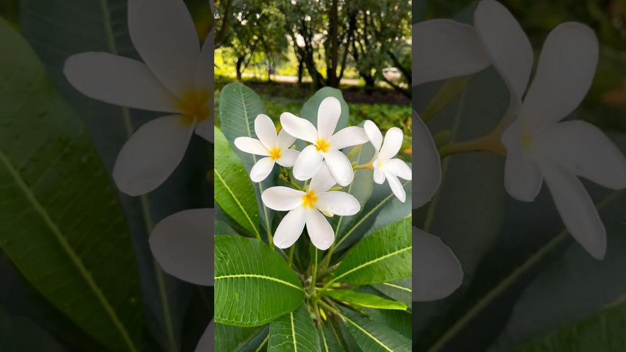 White Champa flower | champak plant #champa #champaplant #viral #shorts #shortvideo #trending #yt