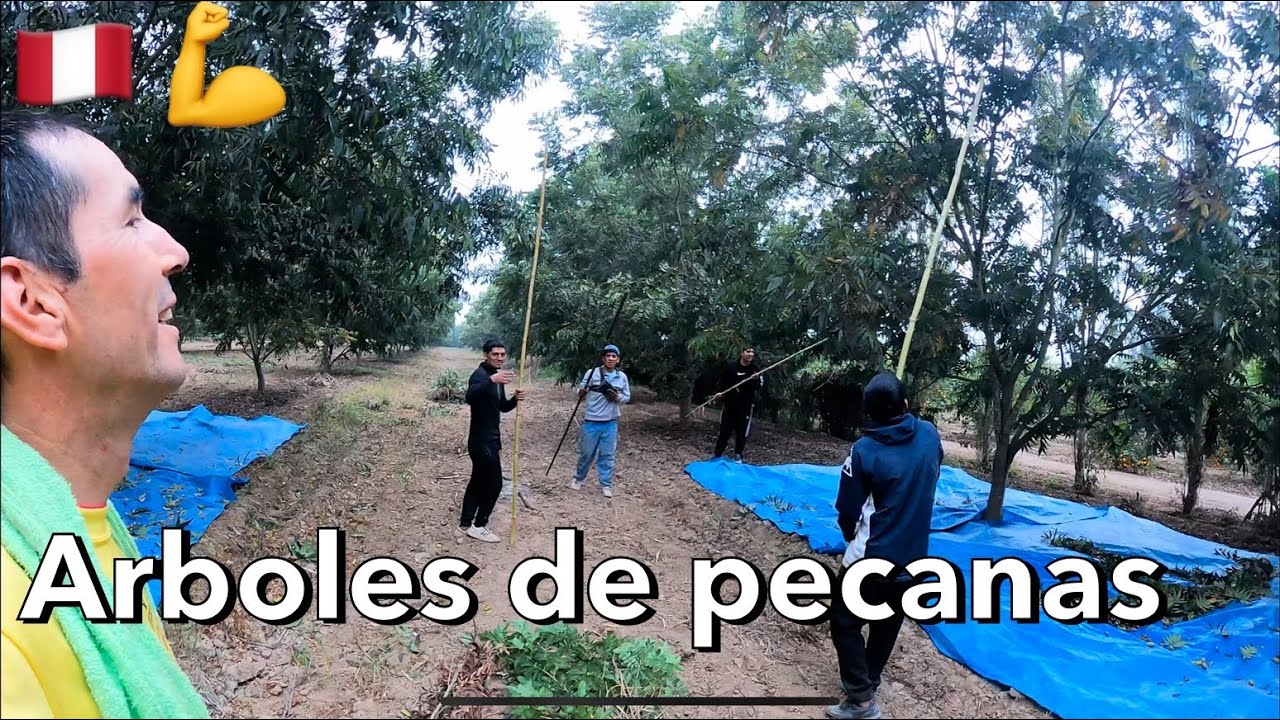 Cultivo de Pecanas en peru 2025 