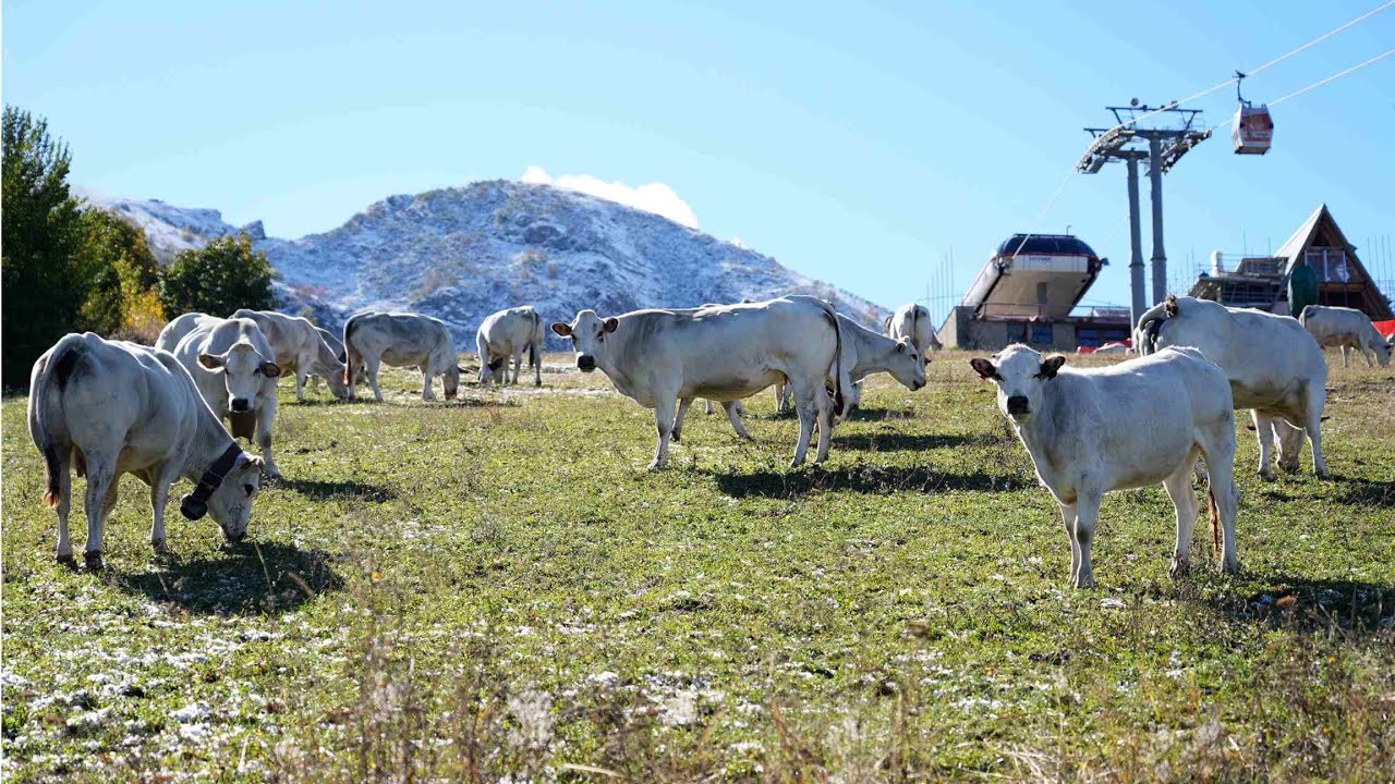 Servizio Telecupole - Caluma el vache 