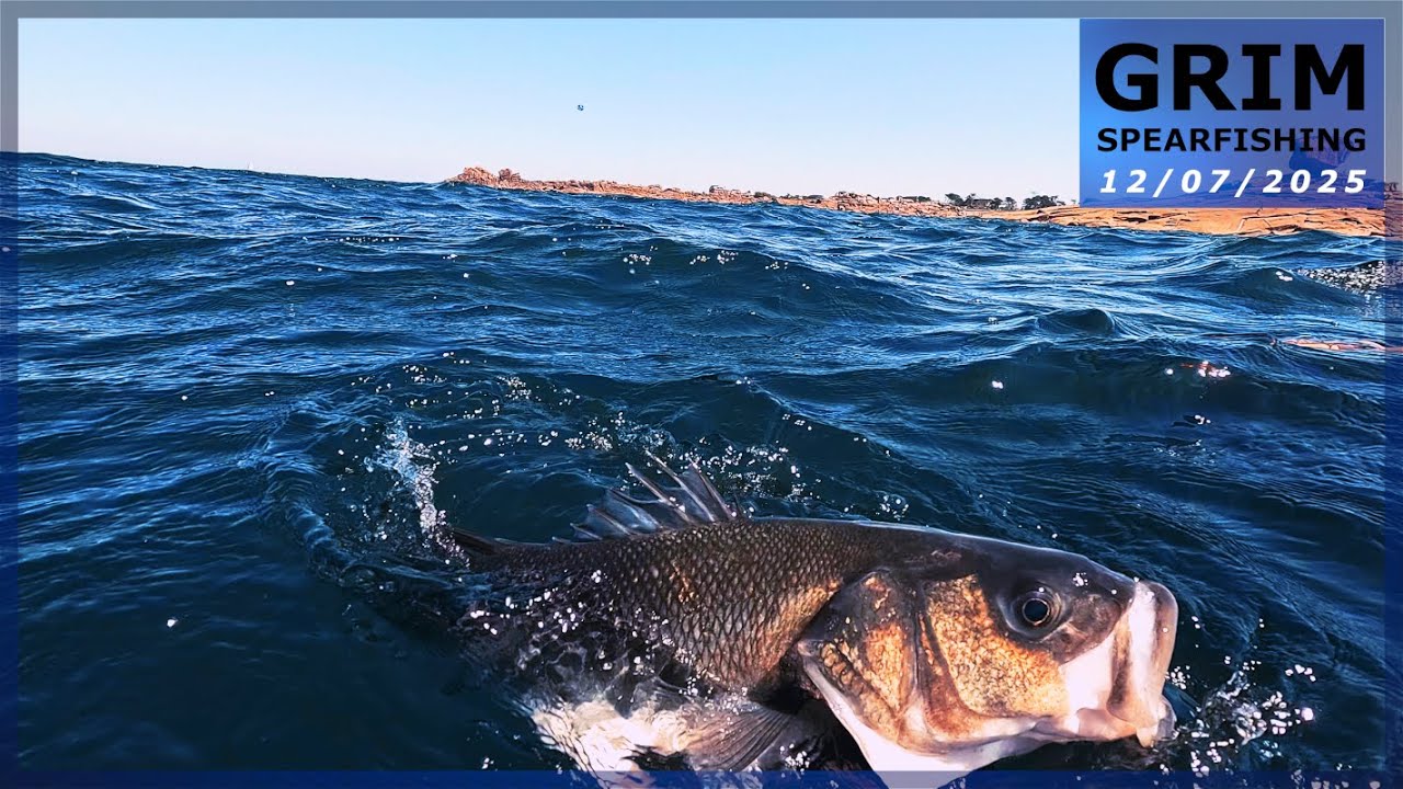 Chasse sous-marine (Côtes d'Armor 22) - Bar au menu pour le weekend du 14 Juillet !