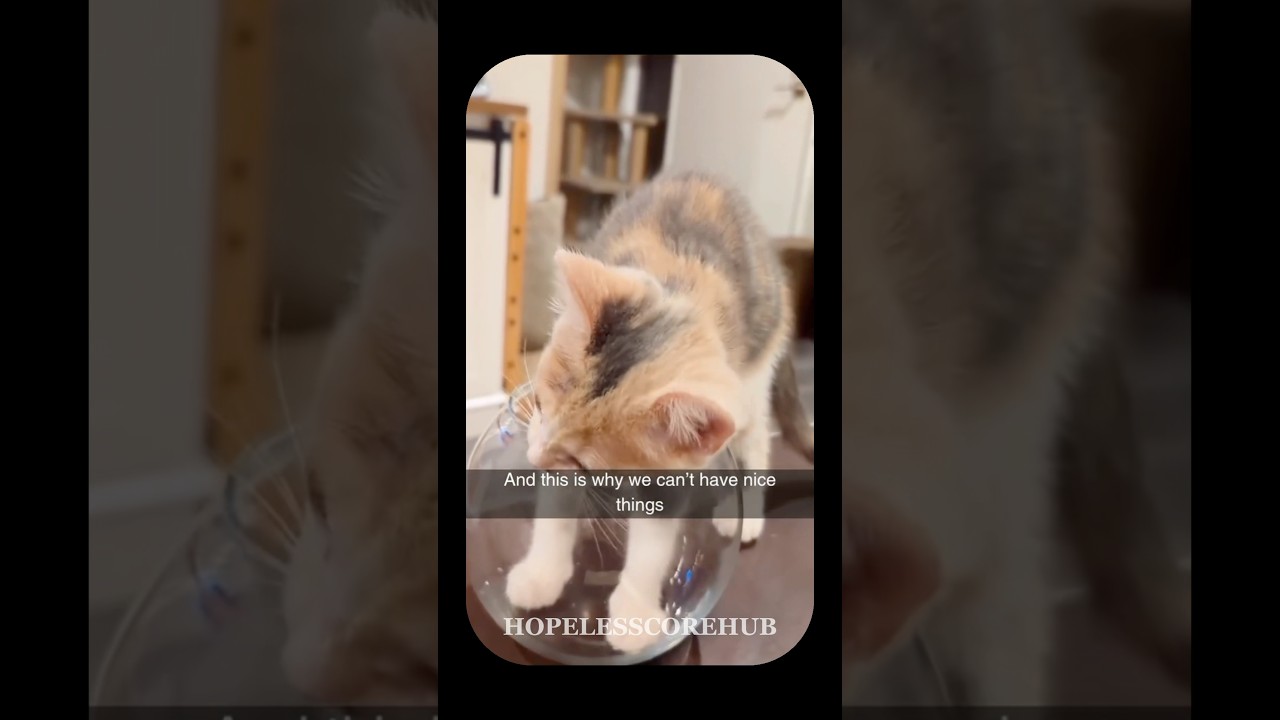 This Is Why We Can&rsquo;t Have Nice Things&hellip; #funny #hopecore #hopelesscore #cats #catshorts
