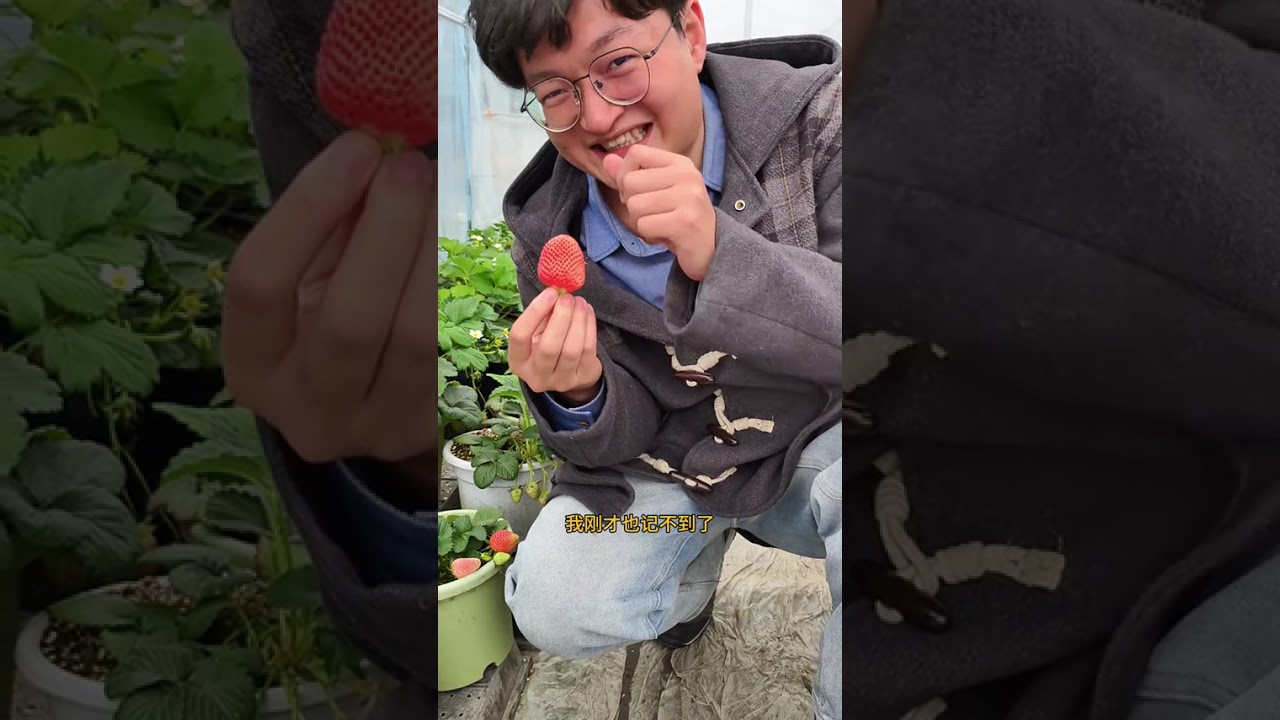 Strawberry Taste Test: Junior's Review of Top Varieties