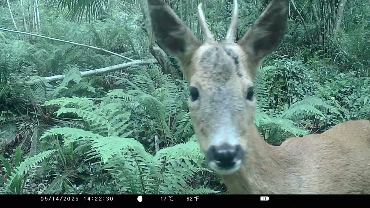 Forêt (23) - Encore un brocard