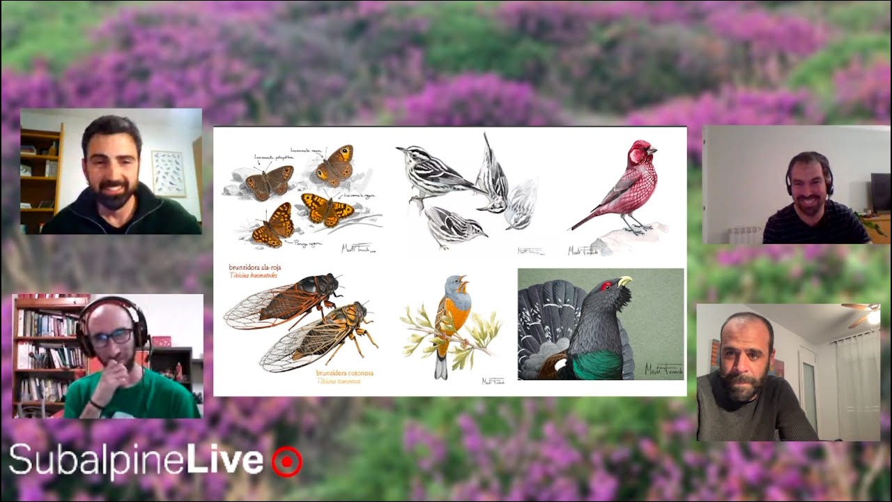 SubalpineLive P14T2 (12/01/23): Ardenna tenuirostris e ilustración de aves con Martí Franch