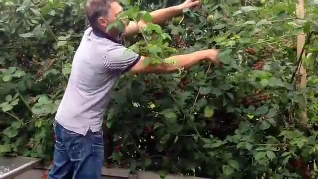 Bramen Snoeien #1| Ton de Tuinman