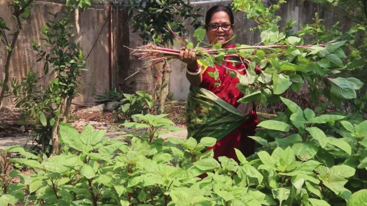 বাগানের বেগুন, নোটেশাখ, মাছের মাথাদিয়ে, সুস্বাদু চচ্চড়ির Recipe।