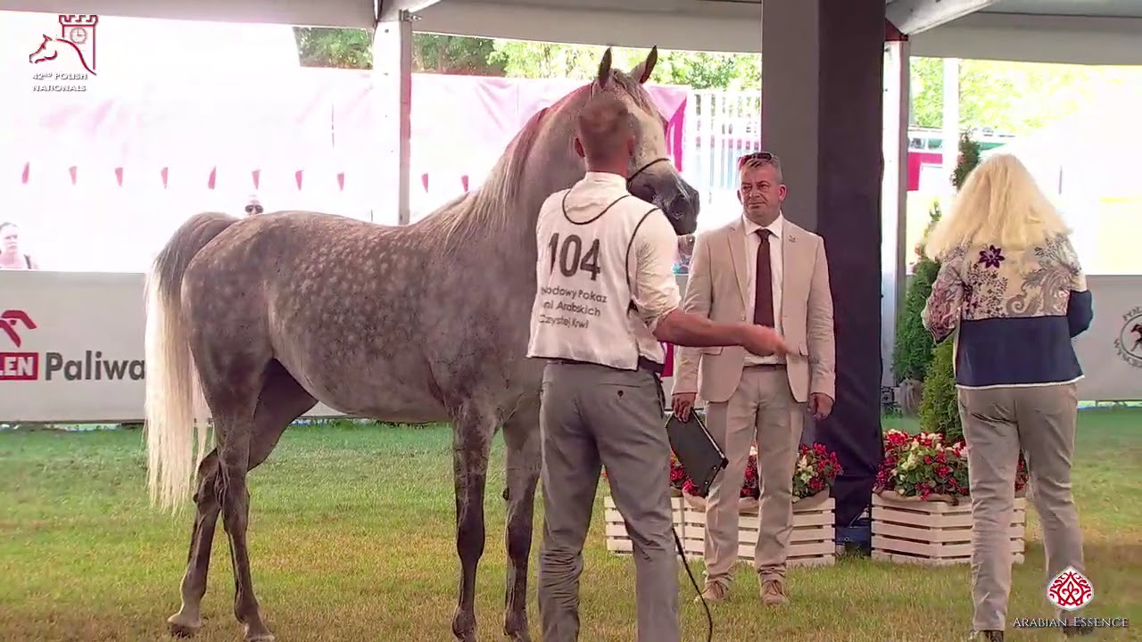 N104 LILI PS - 2020 PRIDE OF POLAND - 42nd Arabian Horse National Show - 4-6 Years Old Mares (Cl...