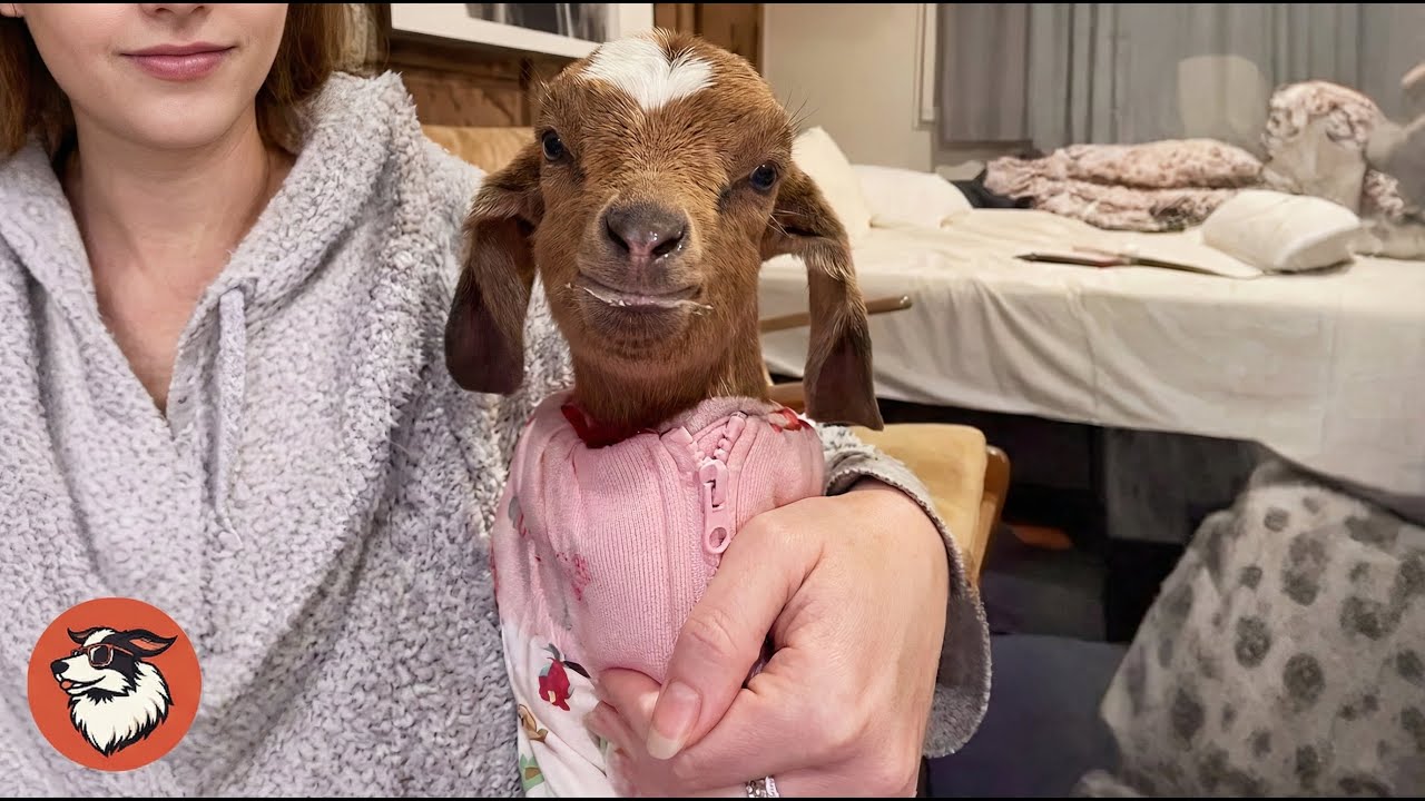 This Abandoned Tiny Goat Finds a Human Mom