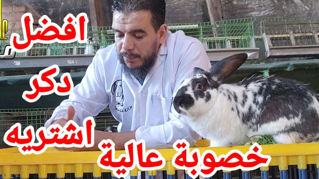 اقوى دكر تشتريه او تخليه عندك في مزرعة الارانب قوة الخصوبة ونسب الايجابيات عالية