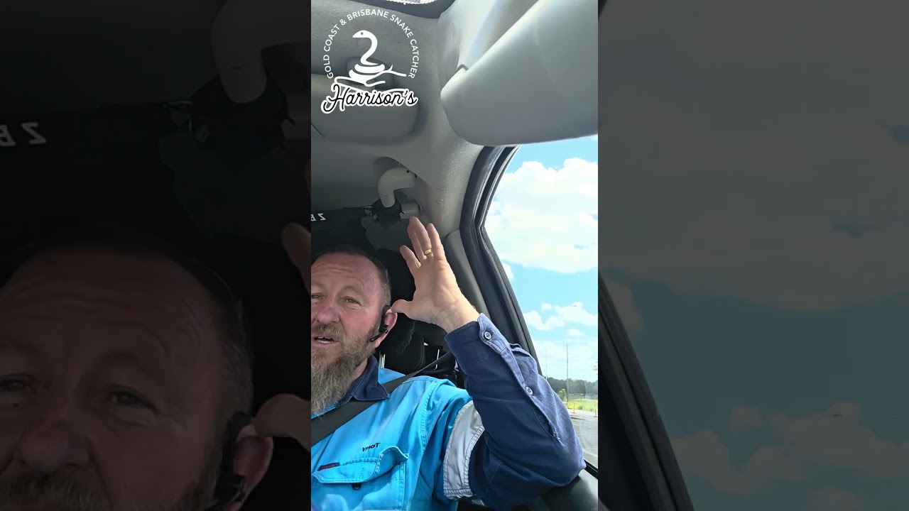 Восточная бурая змея в Джимбумбе