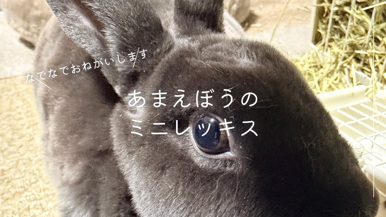 いつも甘えてくる我が家のミニレッキス